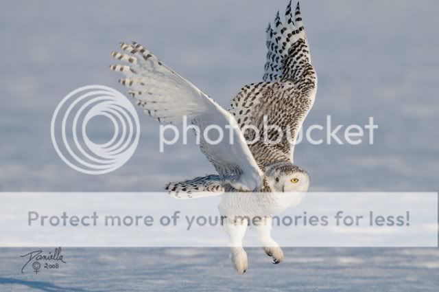 BeautifulSnowOwl20.jpg