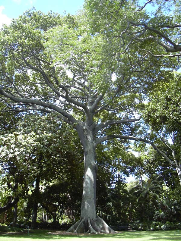 Kapok_tree_Honolulu.jpg