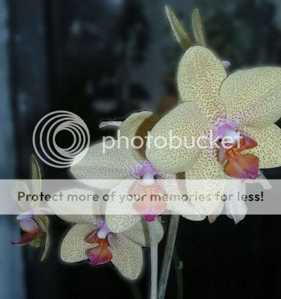 Orchids_inProg.jpg
