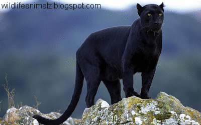 Black+Leopard.jpg