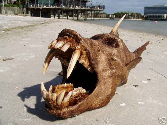devil_fish_004.jpg