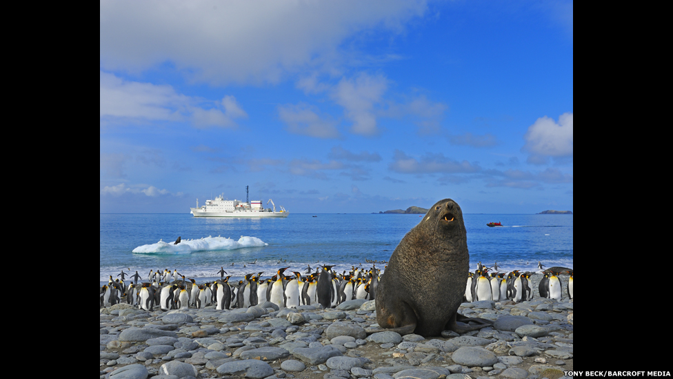 130122122755_bm_penguins_07.jpg