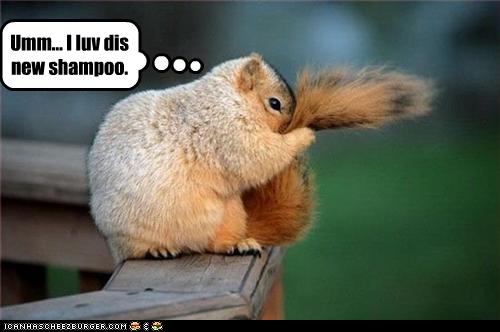 funny-pictures-squirrel-loves-new-shampoo.jpg