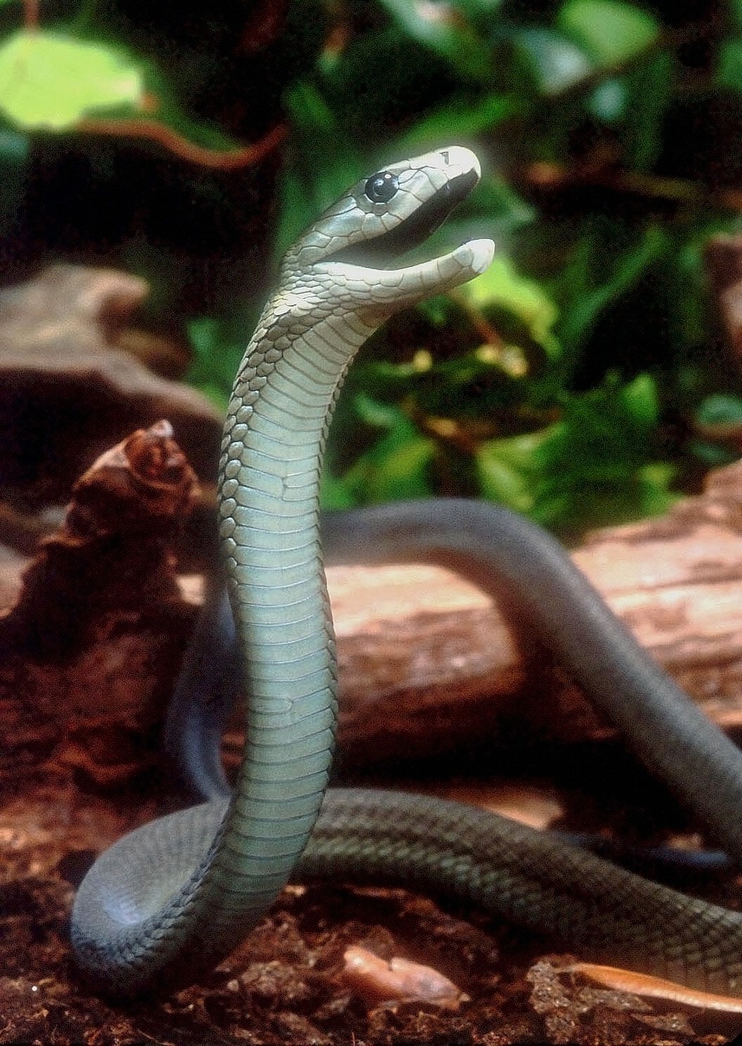 black-mamba.jpg