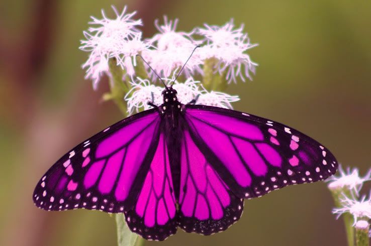 pinkby517.jpg