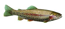 220px-Trout.jpg