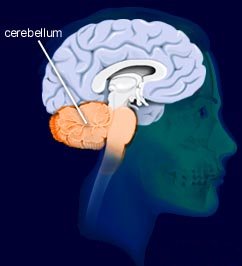 cerebellum.jpg