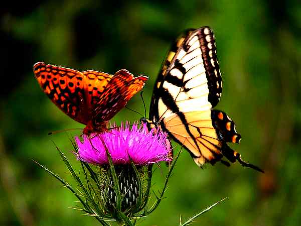8butterflies-wingsveinsscales.jpg