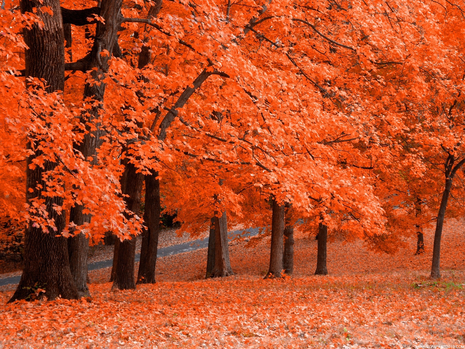 autumn-wallpaper.jpg