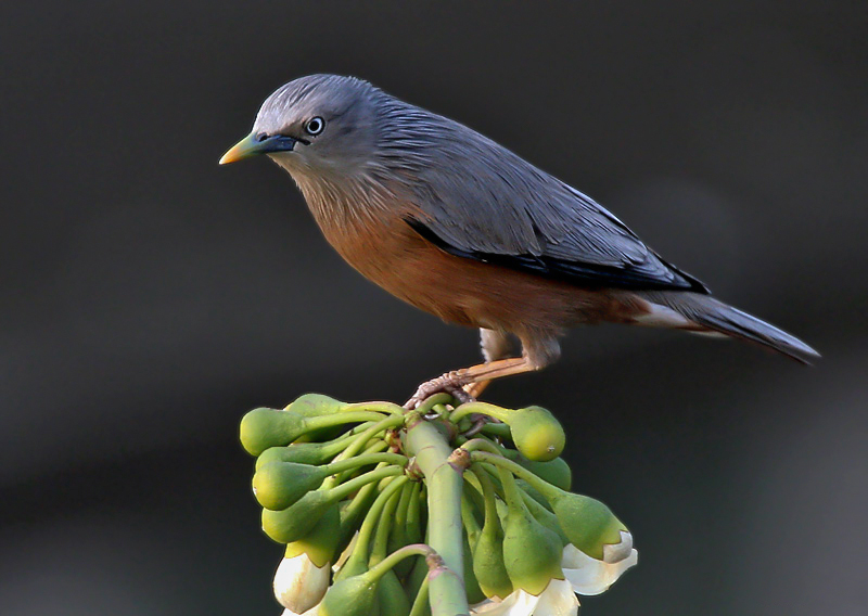 Chestnut-tailed_Starling_I_IMG_2508.jpg