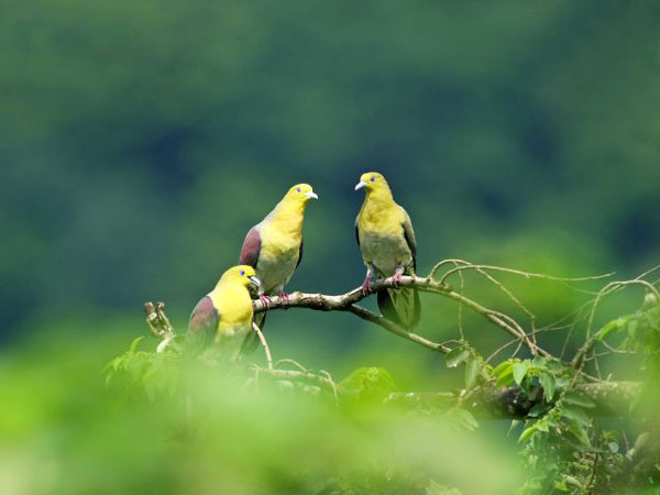 White-bellied%20Green-Pigeon.jpg