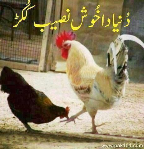 funny_chicken_uuhup_Pak101(dot)com.jpg