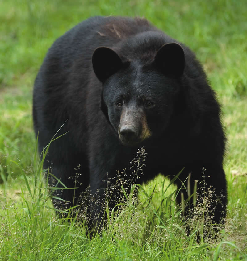 Black-Bear-02.jpg