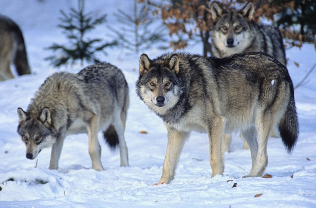 Wildlife+Wolf.jpg