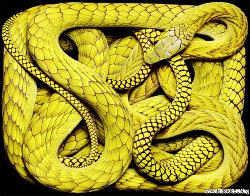 yellow-snake.jpg