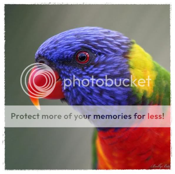 colorful-photoz-05.jpg