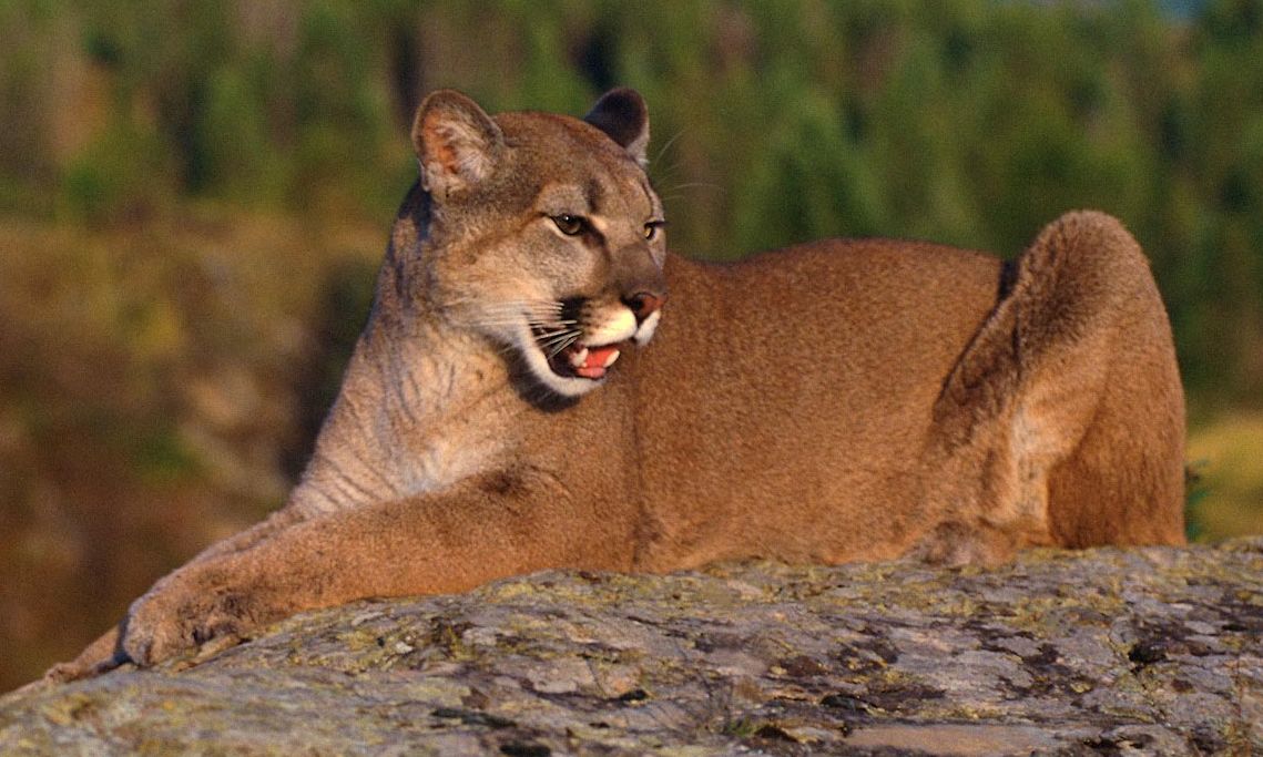 Cougar-09.jpg