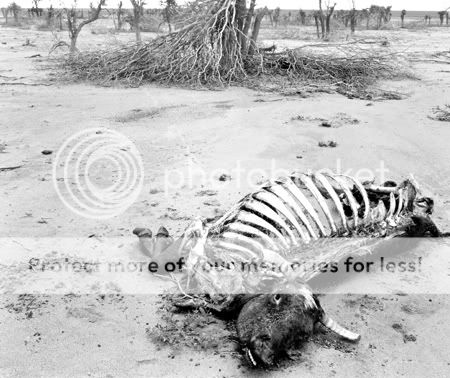 Drought2.jpg