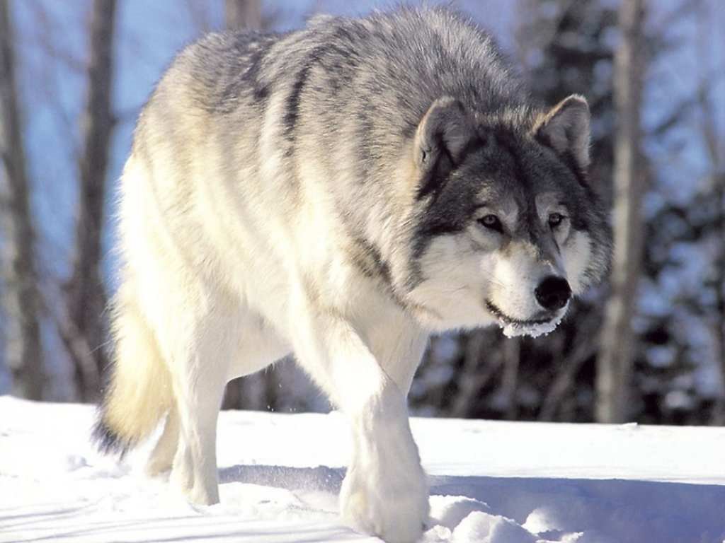 The+Wolf.jpg