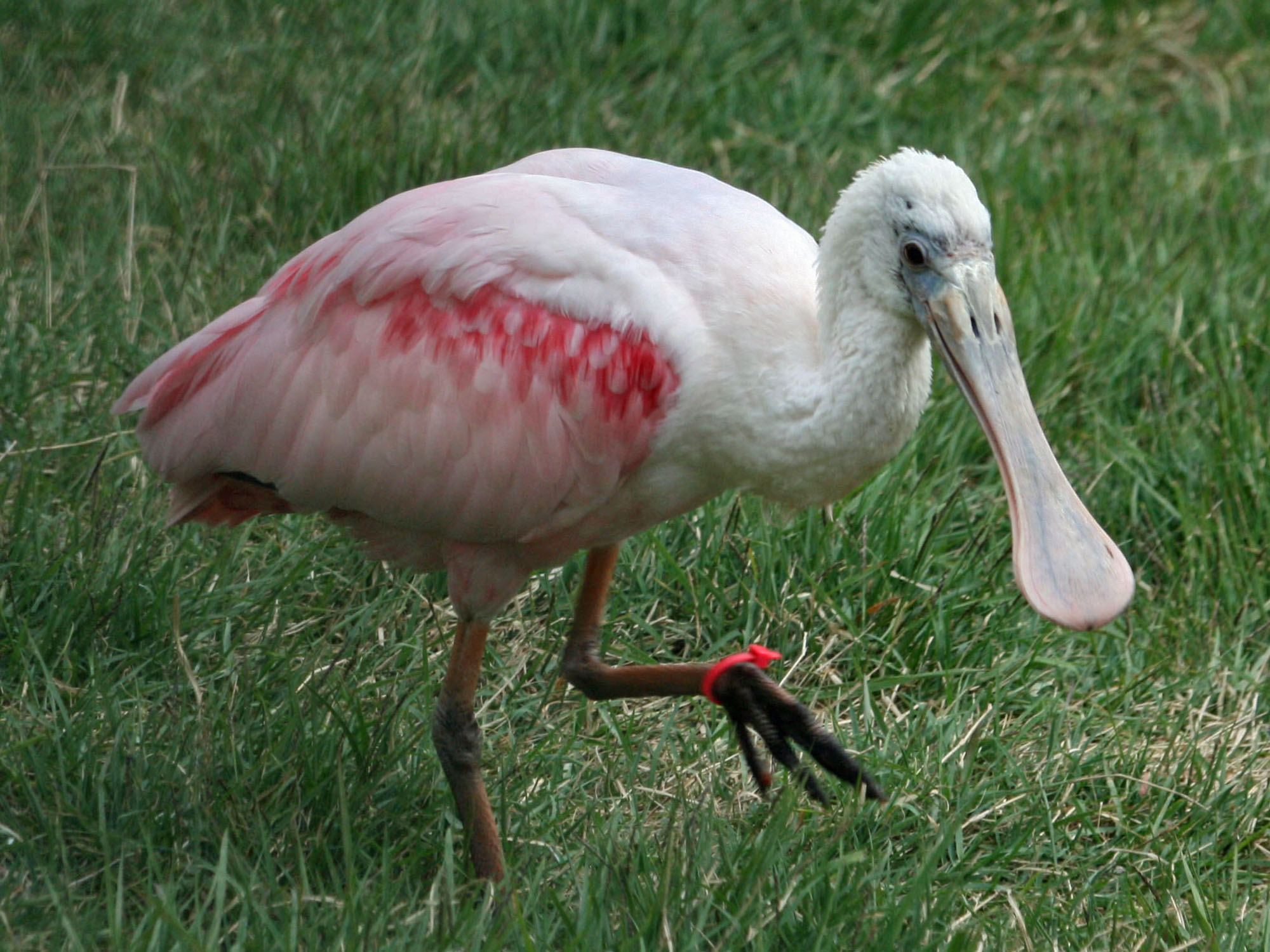 Spoonbill,_Roseate_Sandy.jpg