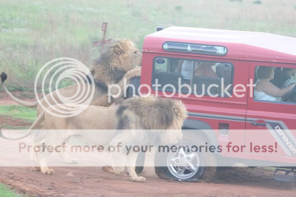 safari2.jpg