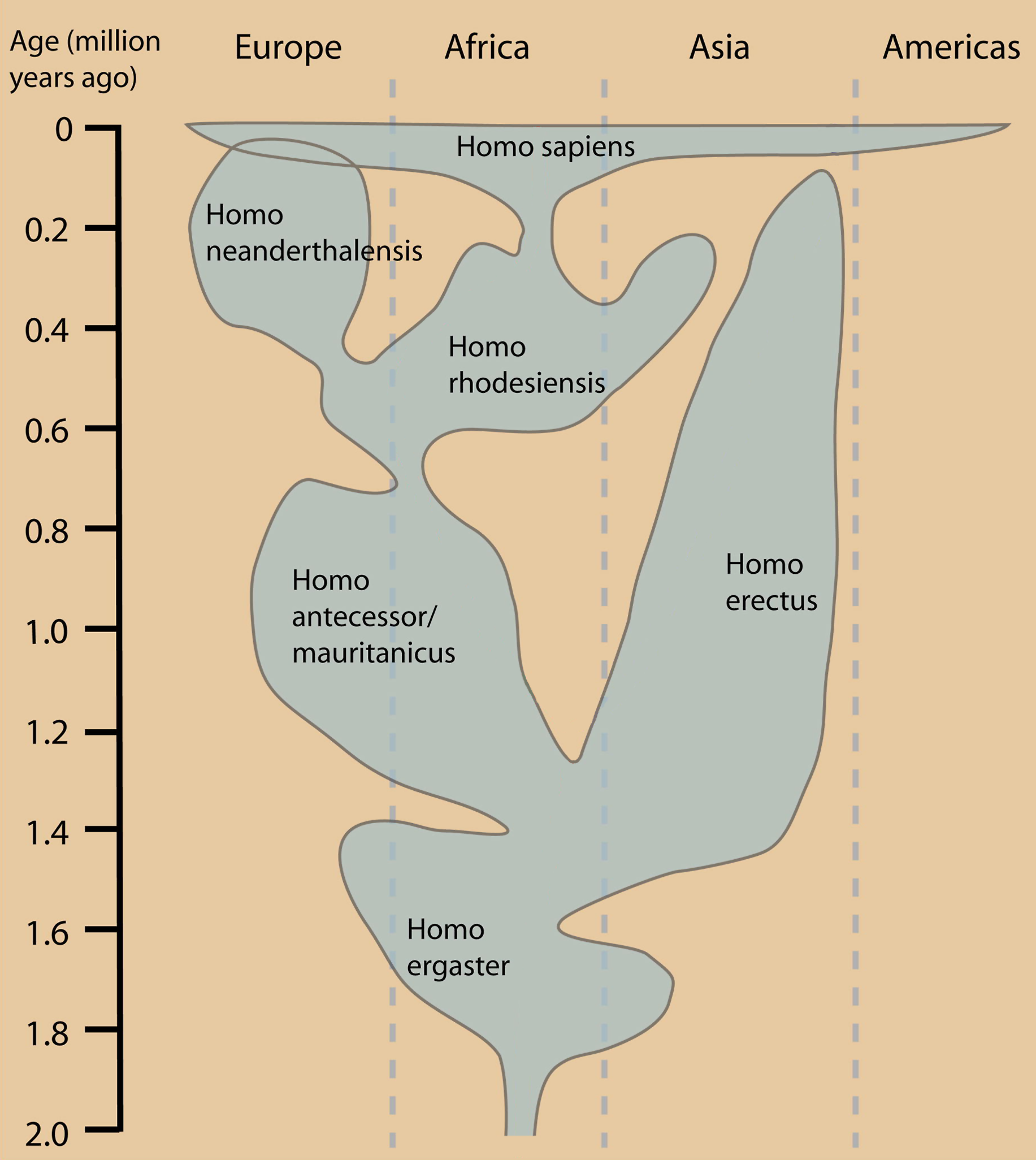 Humanevolutionchart.png