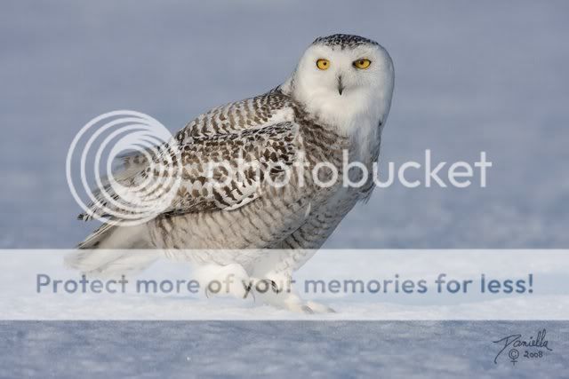 BeautifulSnowOwl11.jpg