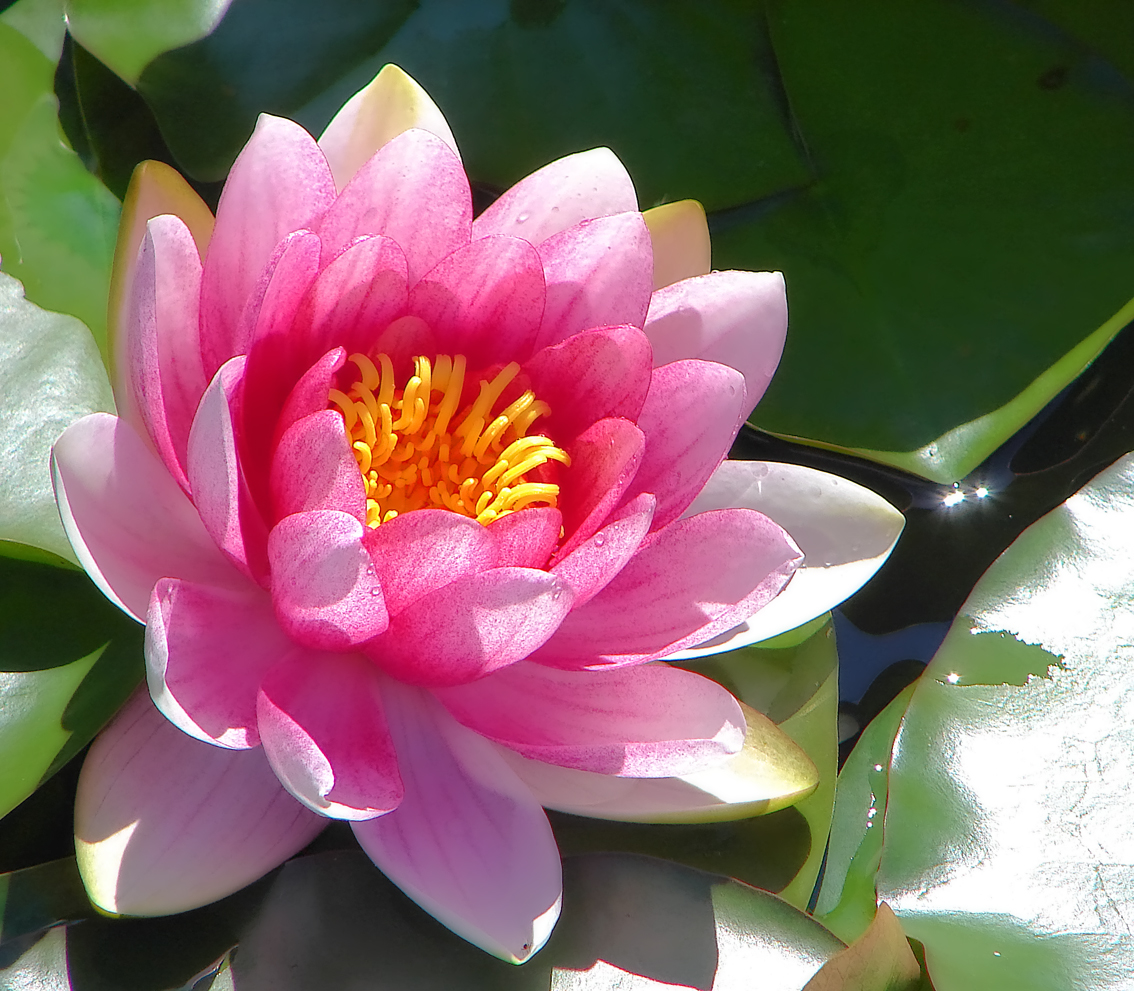 Pink_water_lily.jpg