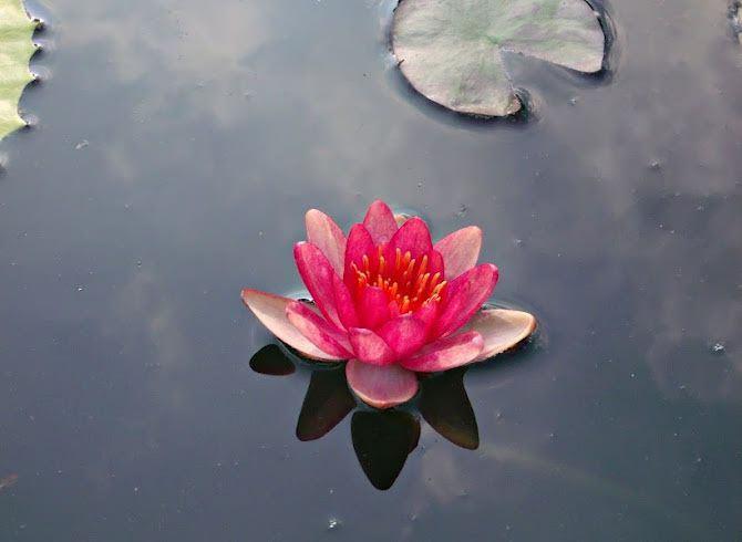 pinkby138.jpg