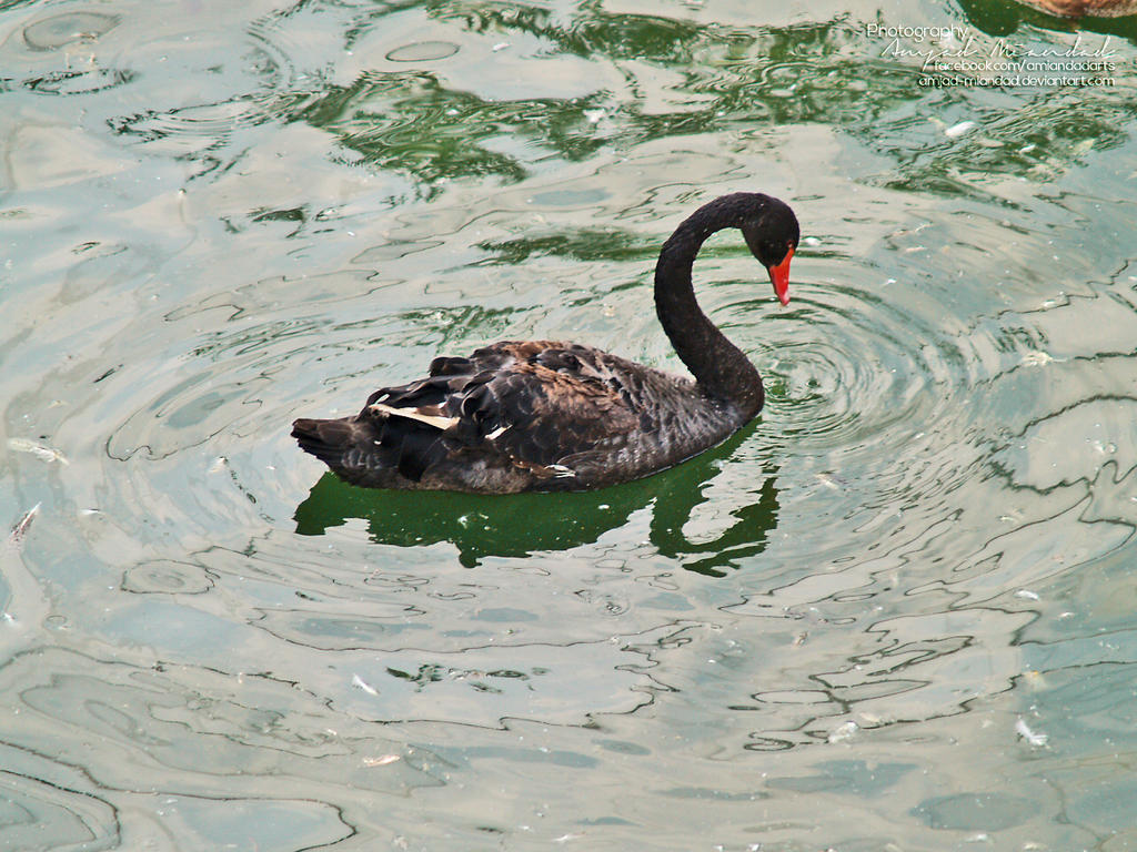 black_swan_by_amjad_miandad-d6ikdpd.jpg