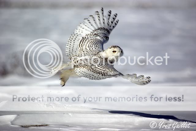 BeautifulSnowOwl2.jpg