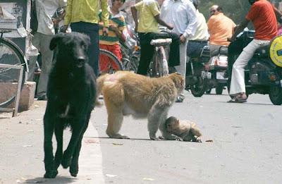 monkey-rascue04.jpg