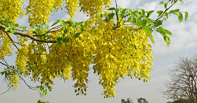 amaltas-flower-670.jpg