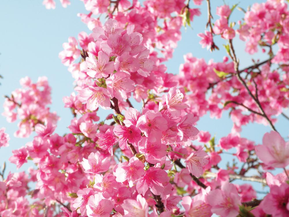cherry-blossom.jpg