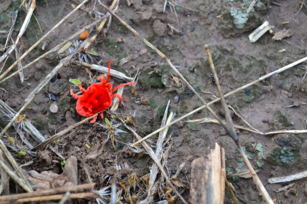 dsc_0526.jpg