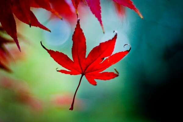 autumn-photography.jpg