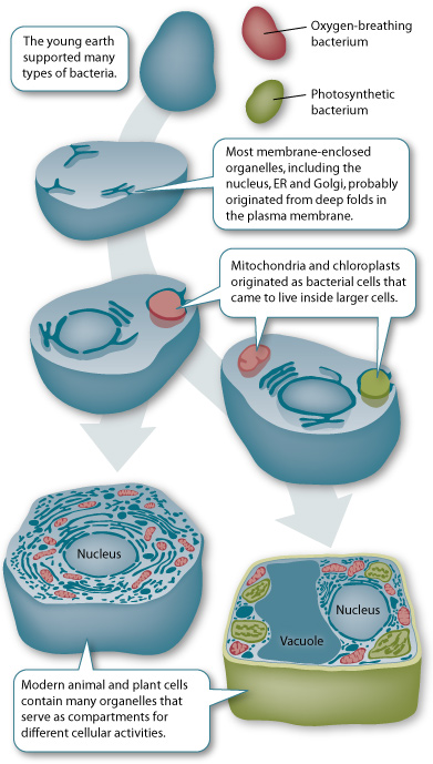 endosymbiosis.jpg