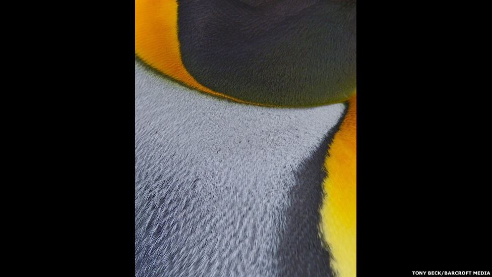 130122122802_bm_penguins_10.jpg