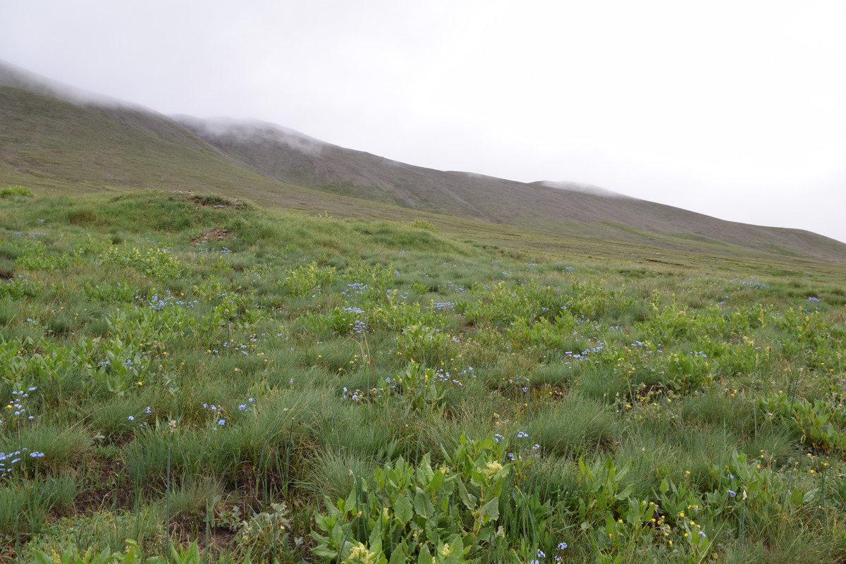 DSC-0810.jpg