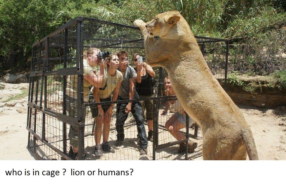 Lioness.jpg