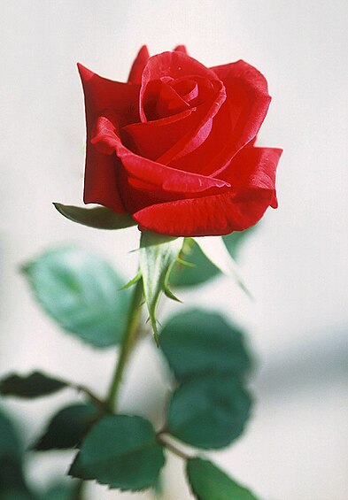 393px-Red_rose.jpg