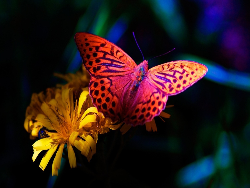 Butterfly-yorkshire_rose-25761563-1024-768.jpg