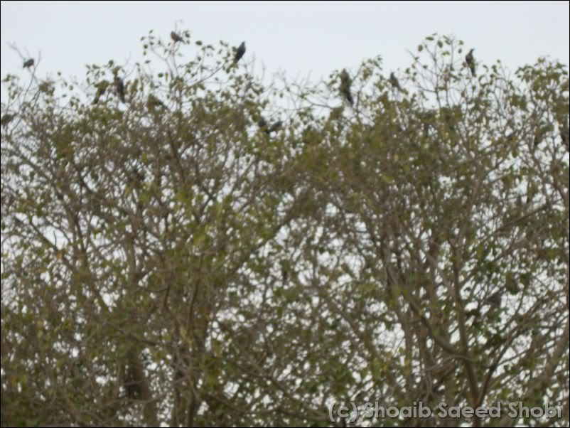 safari_park00031.jpg