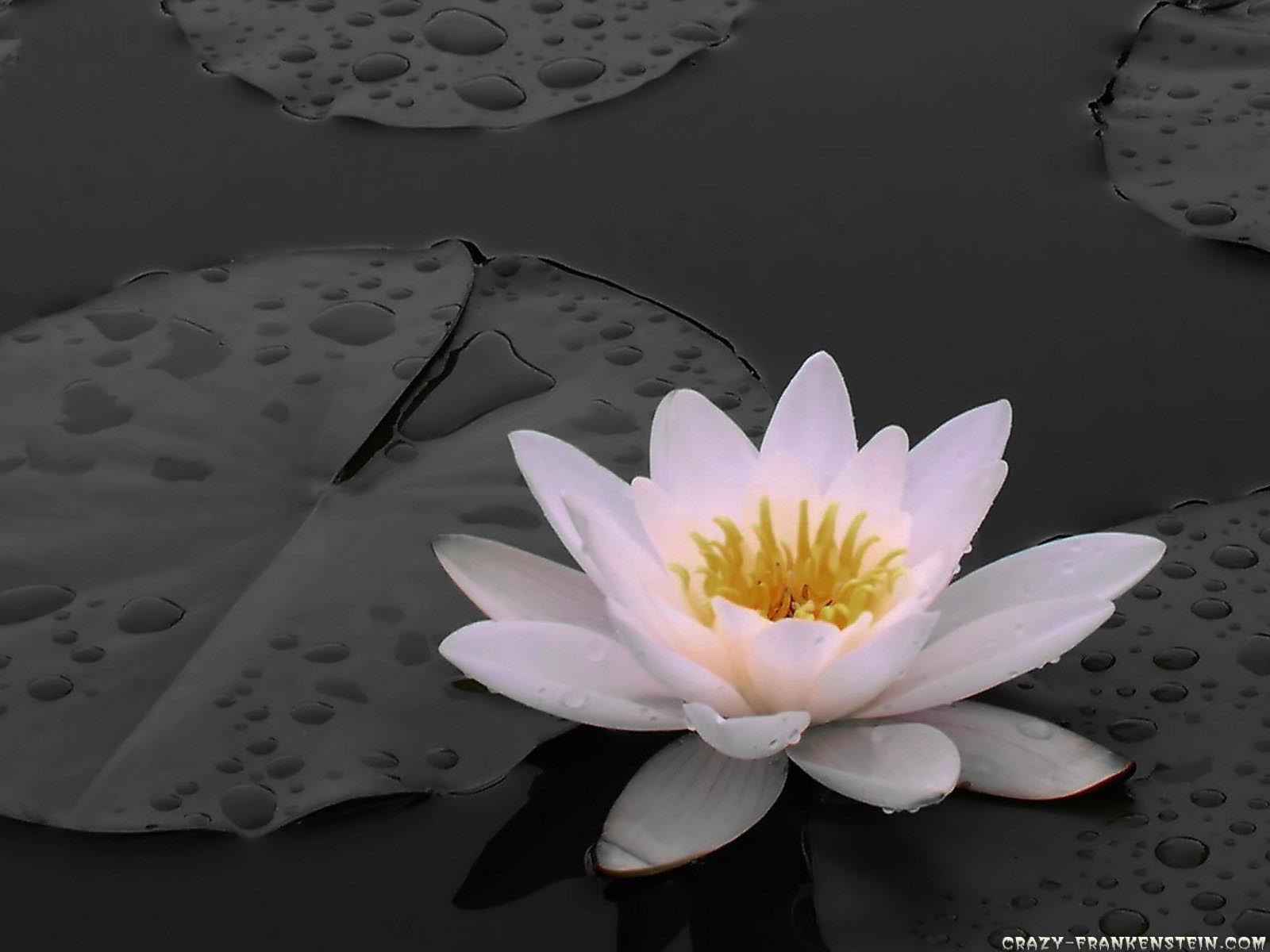 White+Lily+Flowers+Wallpapers+2.jpg