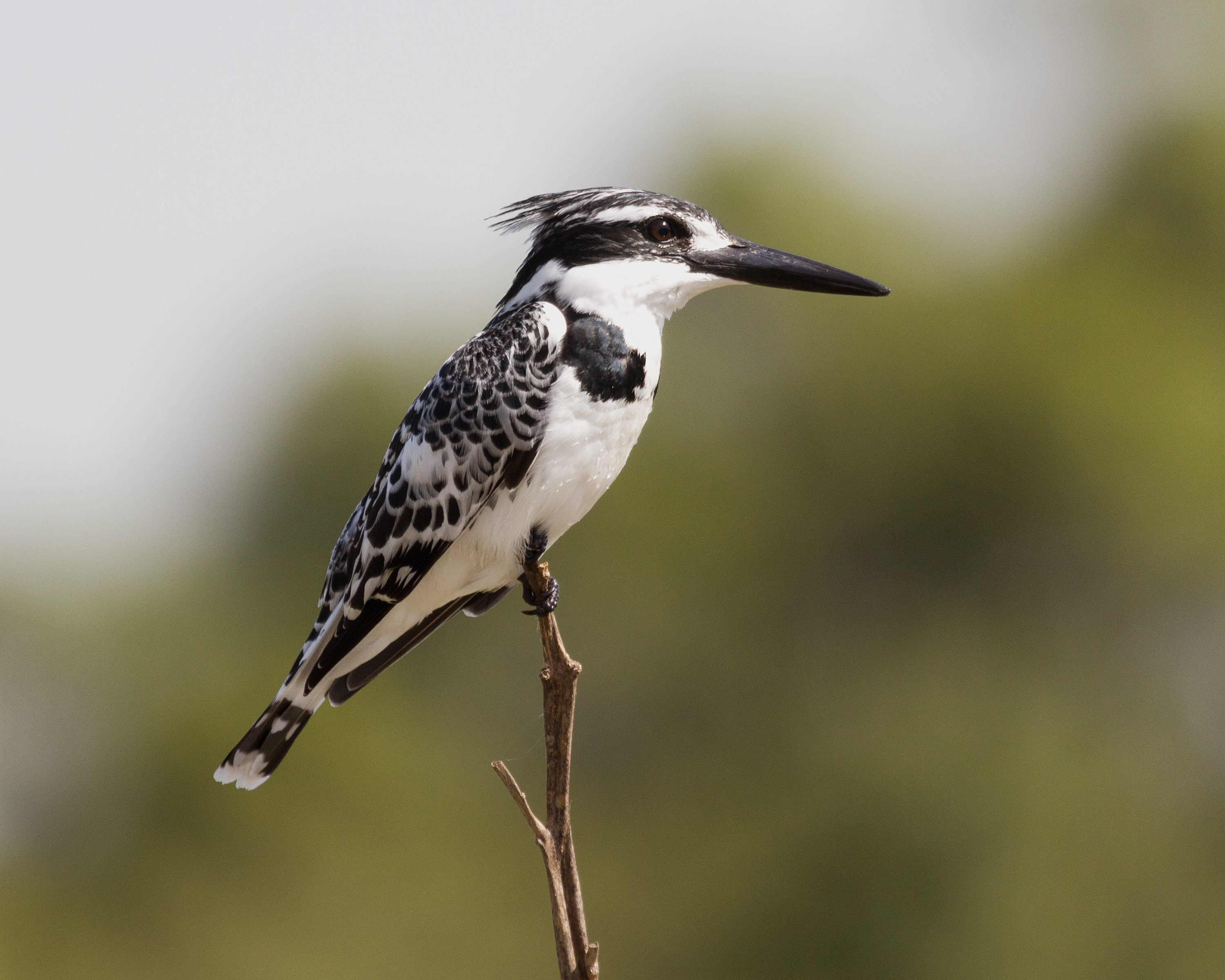 Pied_kingfisher.jpg