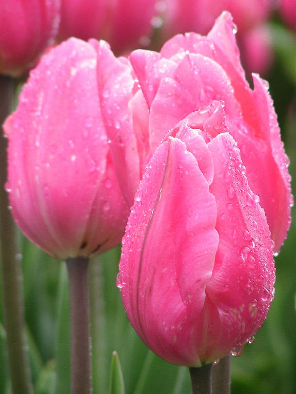 Pink_tulips_closed.jpg