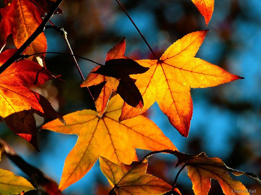 Fall-Leaves-beautiful-Autumn-31000.jpg