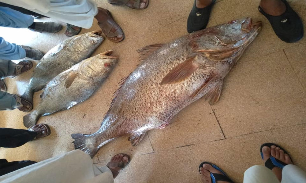 578597_9586075_fish-gawadar_updates.jpg