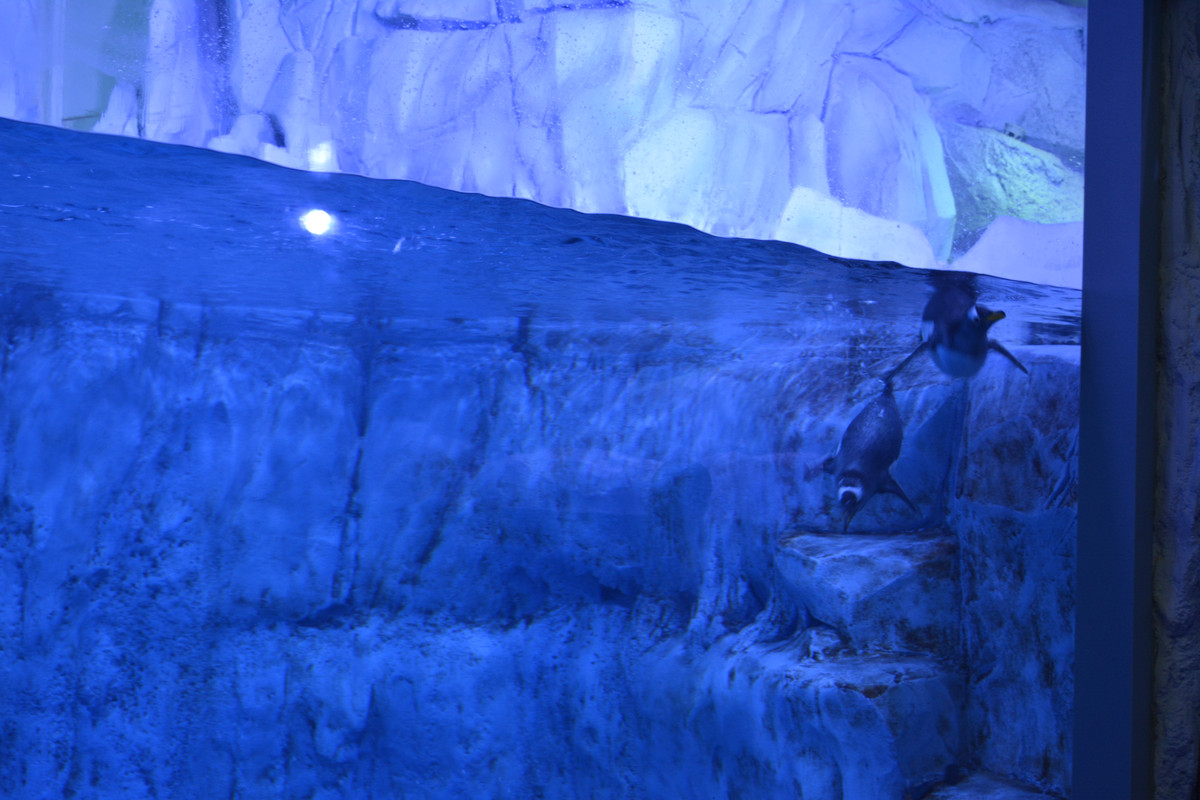 DSC-5677.jpg