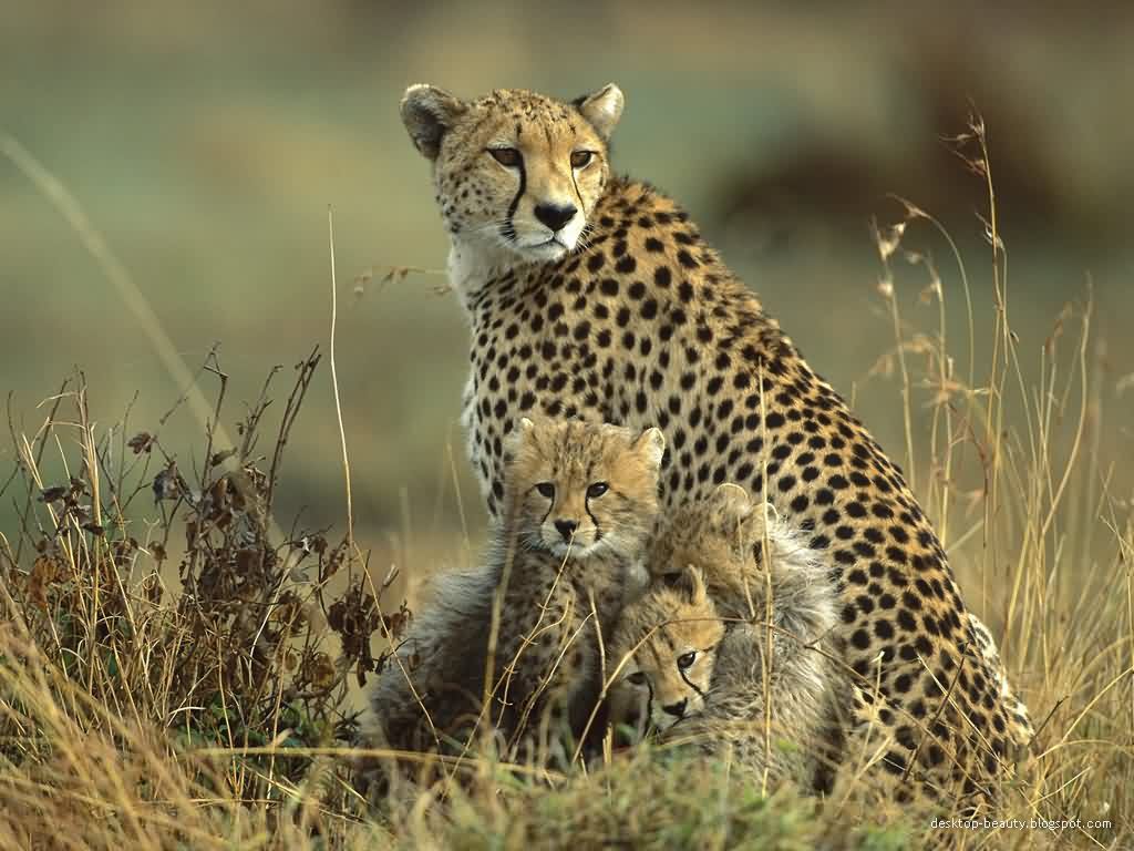 animals-12.jpg